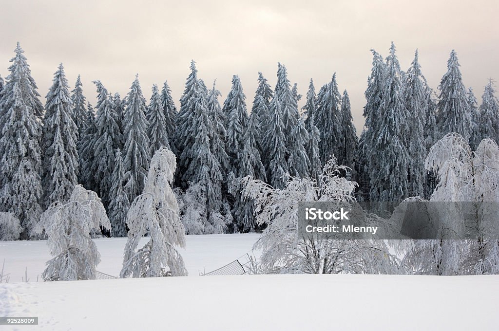 Paysage d'hiver avec la Forêt noire, Allemagne - Photo de Aiguille - Partie d'une plante libre de droits