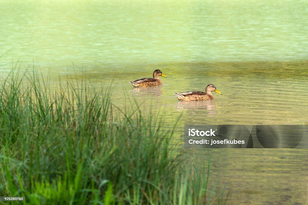 Ducks floating on Lake Pillersee, grass foreground, Austria Two ducks floating on Lake Pillersee with grass on bank in foreground, Sankt Ulrich am Pillersee, Austria Animal Stock Photo