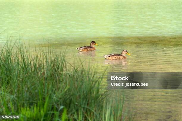 Ducks Floating On Lake Pillersee Grass Foreground Austria Stock Photo - Download Image Now