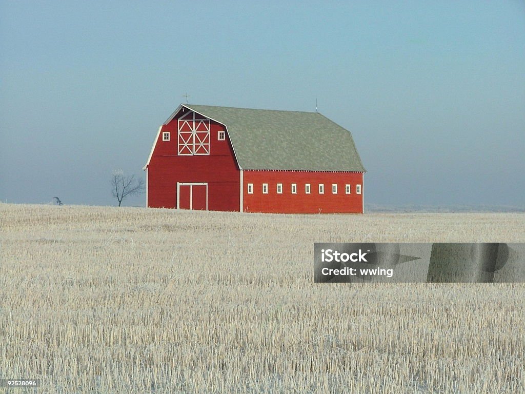 Celeiro vermelho em um campo de trigo de inverno - Foto de stock de Branco royalty-free