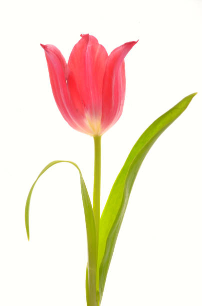istock One red tulip isolated on white background 925283888