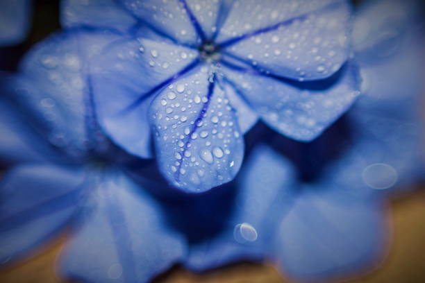 istock flower with drops of dew 925284012
