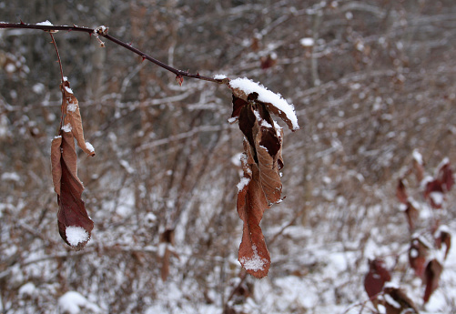 Dead leaves with snow resting on them.