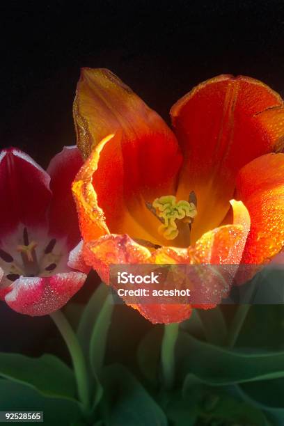 Lächelntulpe Stockfoto und mehr Bilder von April - April, Baumblüte, Blume