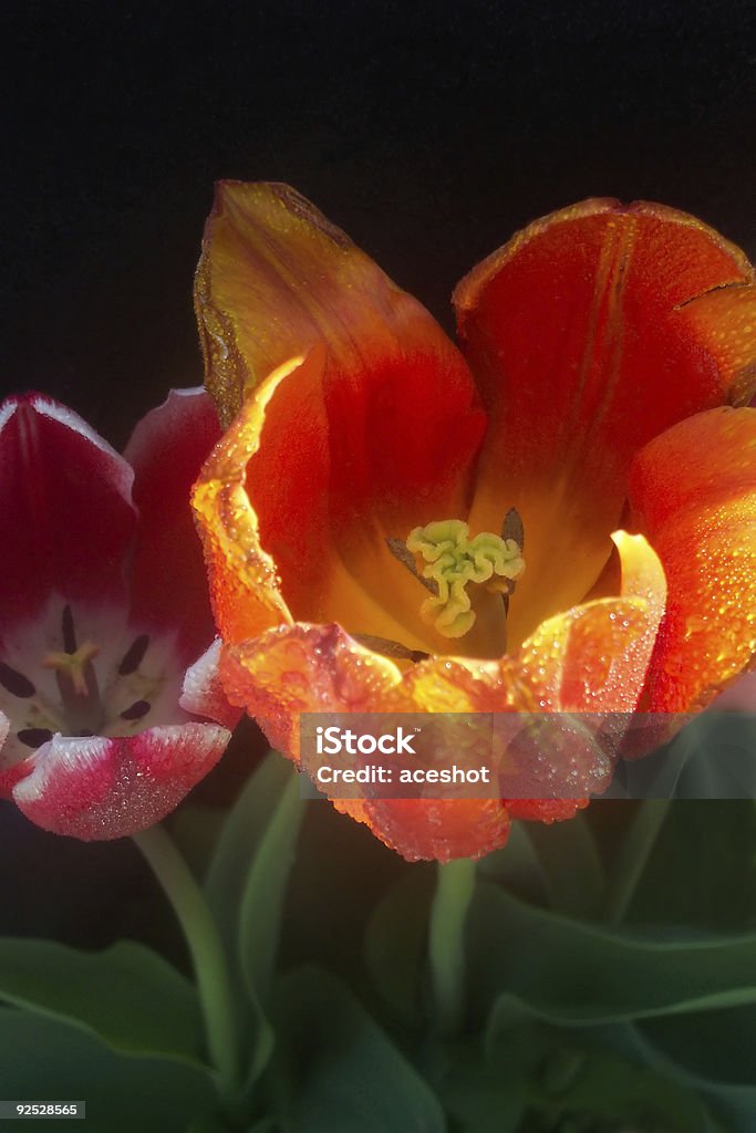 Sorrindo Tulipa - Foto de stock de Abril royalty-free