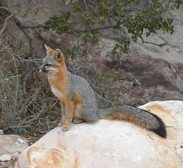 Red Fox stock photo