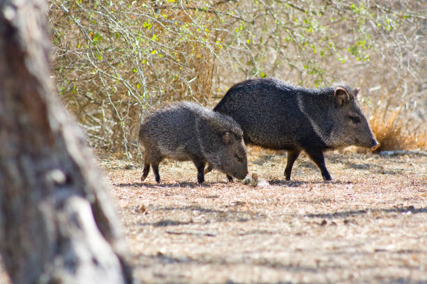 halsbandpekari - nabelschwein stock-fotos und bilder