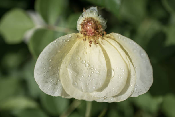 istock Rose petals with water drops on it 925289068