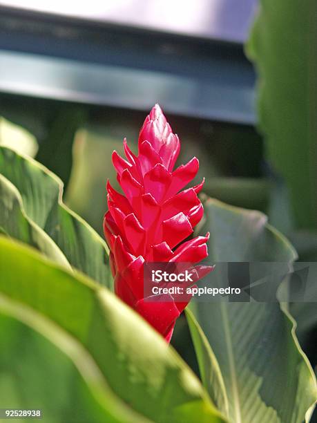 Red Flower Stock Photo - Download Image Now - Arranging, Color Image, Flower