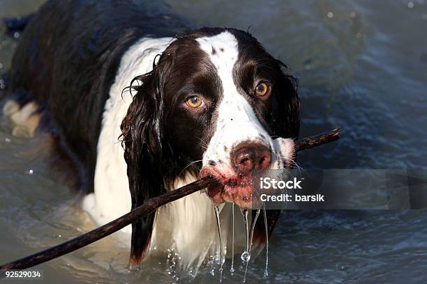 Мокрый Собака — стоковые фотографии и другие картинки Без людей - Без людей, Веселье, Весёлый