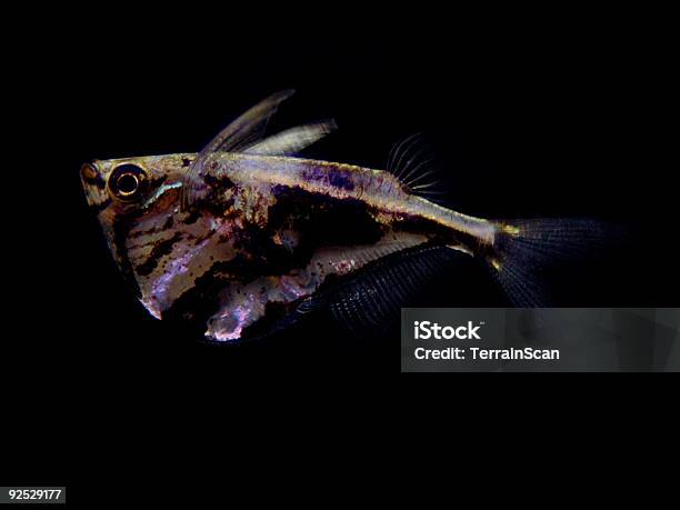 Marmoriertes Hatchetfish Stockfoto und mehr Bilder von Silberbeil-Bauchfisch - Silberbeil-Bauchfisch, Marmoriert, Fliegender Fisch