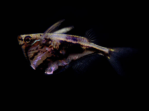 Cтоковое фото Мраморный hatchetfish