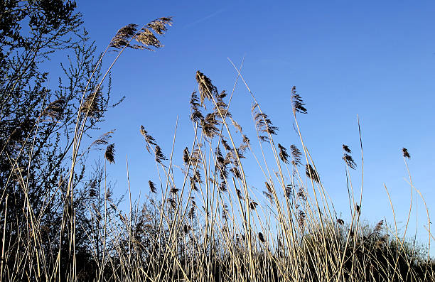 Grasses in Autumn stock photo