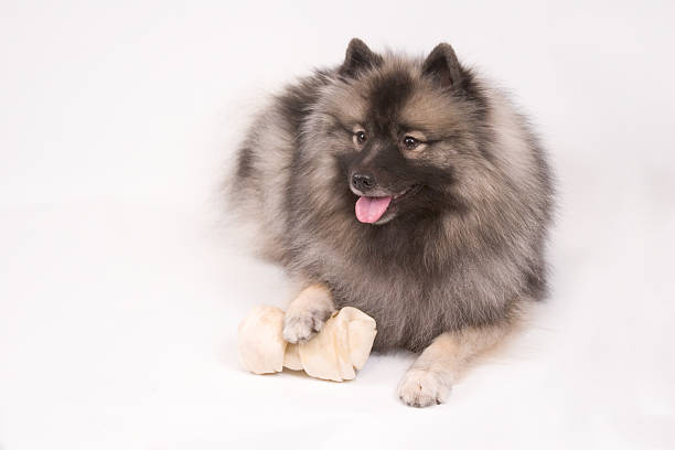 Jovem fêmea Keeshond - fotografia de stock