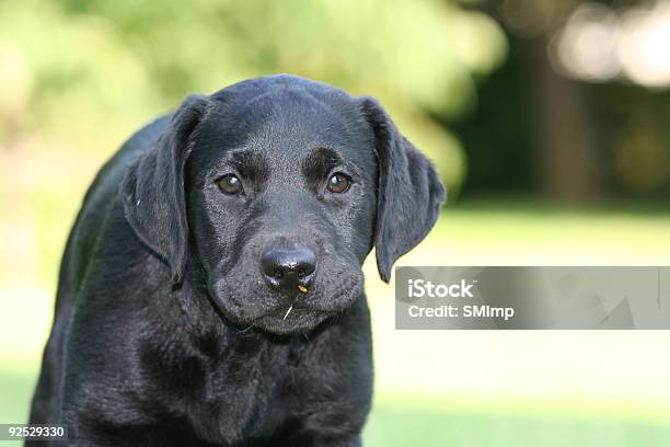 Labrador Szczenię - zdjęcia stockowe i więcej obrazów Bez ludzi - Bez ludzi, Czarny kolor, Czarny labrador