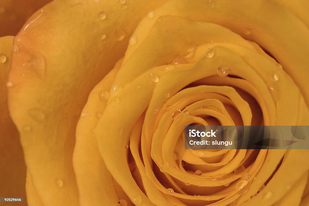 Yellow rose  Anniversary Stock Photo