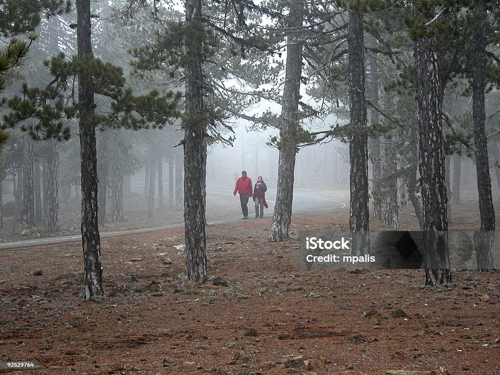 Misty Forest - Royalty-free Adulto Foto de stock