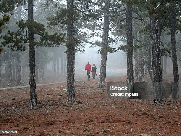 Misty Forest - Fotografias de stock e mais imagens de Adulto - Adulto, Ajardinado, Andar