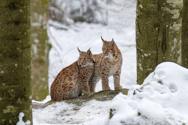 istock Two Lynx sitting in the snow 925298242