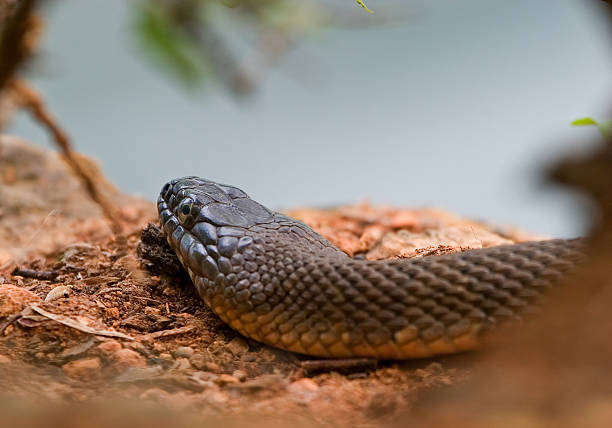 Cobra-do-sol - fotografia de stock