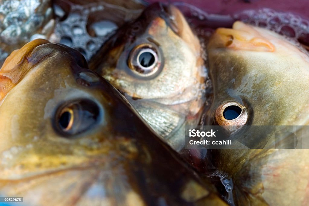 Cabezales de pescado - Foto de stock de Abstracto libre de derechos