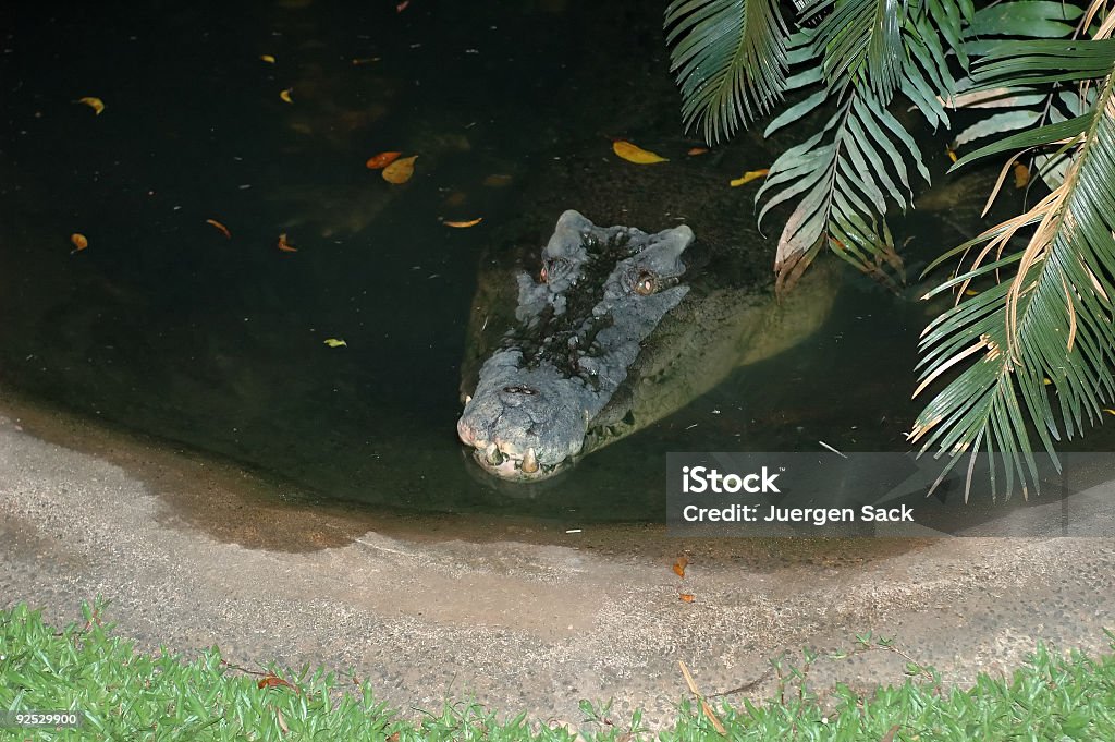 Ups-Krokodilleder - Lizenzfrei Alligator Stock-Foto