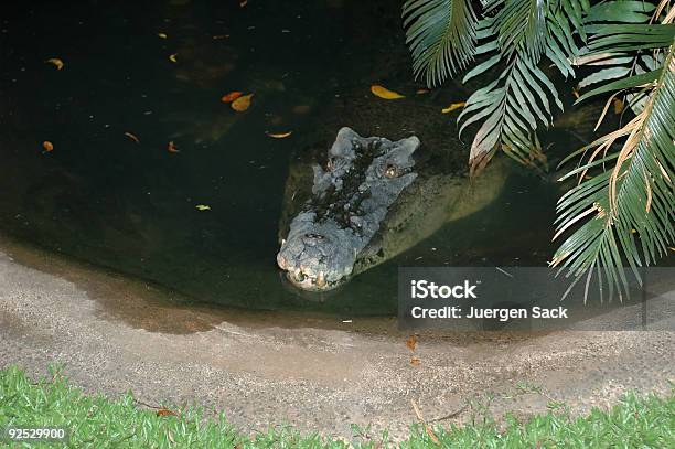 Upskrokodilleder Stockfoto und mehr Bilder von Alligator - Alligator, Aquatisches Lebewesen, Australien