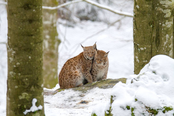 istock Two Lynx sitting in the snow 925299002
