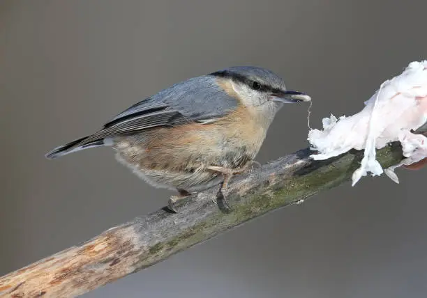 The Eurasian Nuthatch sits on a diagonal branch and eats a lard on a blurred background. Extra close up and detailed photo