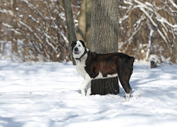 Black and white Central Asian Shepherd Dog in a winter forest