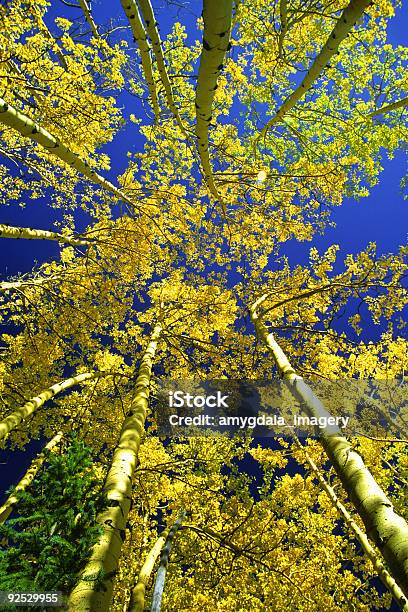 Paisaje De Otoño Amarillo Aspen Árboles Foto de stock y más banco de imágenes de Aire libre - Aire libre, Alto - Descripción física, Amarillo - Color