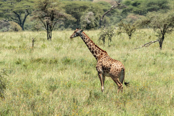 istock The Masai giraffe 925300000