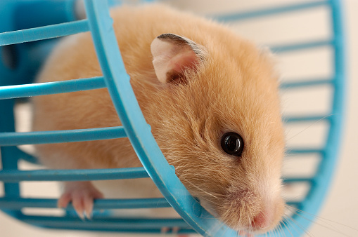 Hamster in wheel