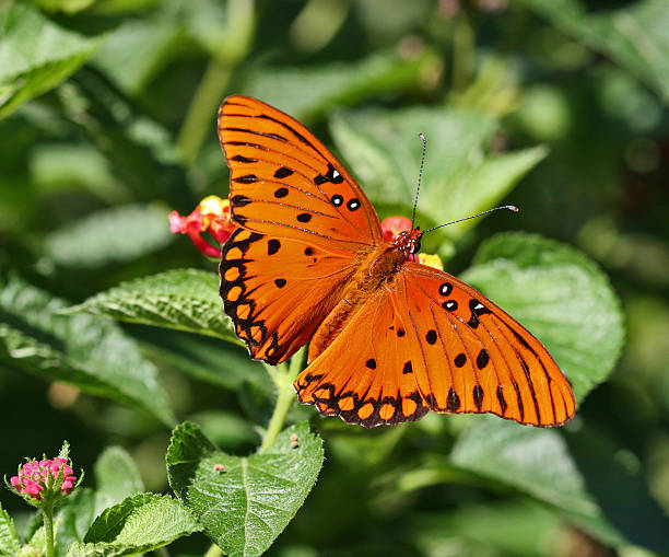 istock Gulf Fritillary Butterfly on Lantana 92530002
