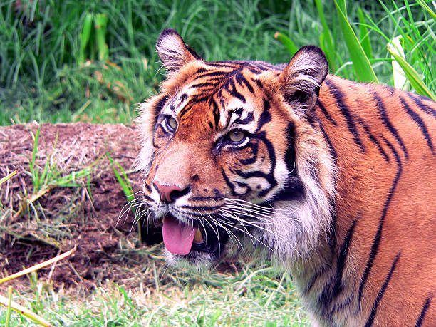 Tigre di Sumatra - foto stock