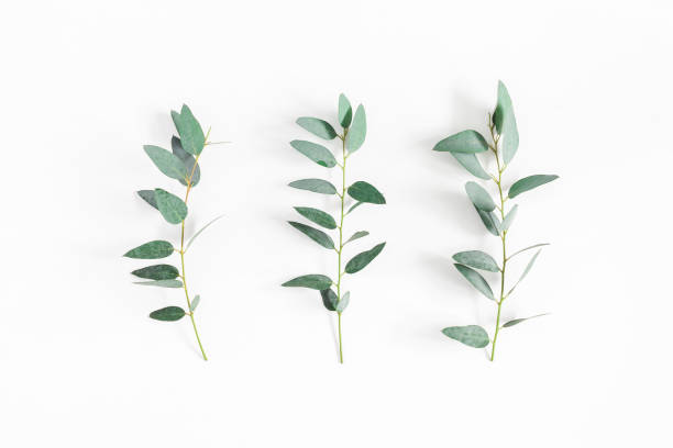 istock Eucalyptus leaves on white background. Flat lay, top view 925307496