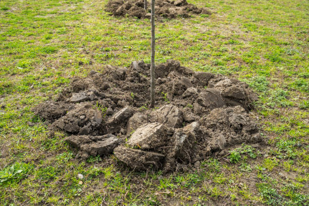 istock Newly planted trees in a row. Nature 925307524