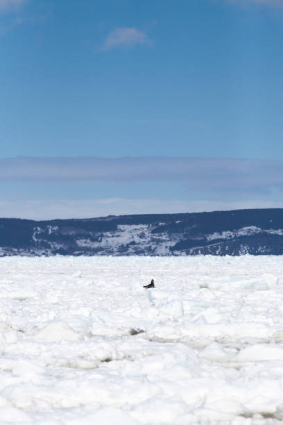 istock Pack ice in the spring in Conception Bay, Newfoundland and Labrador, Canada 925308070