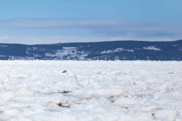 istock Pack ice in the spring in Conception Bay, Newfoundland and Labrador, Canada 925308078