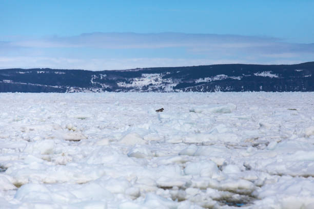 Pack ice in the spring in Conception Bay, Newfoundland and Labrador, Canada