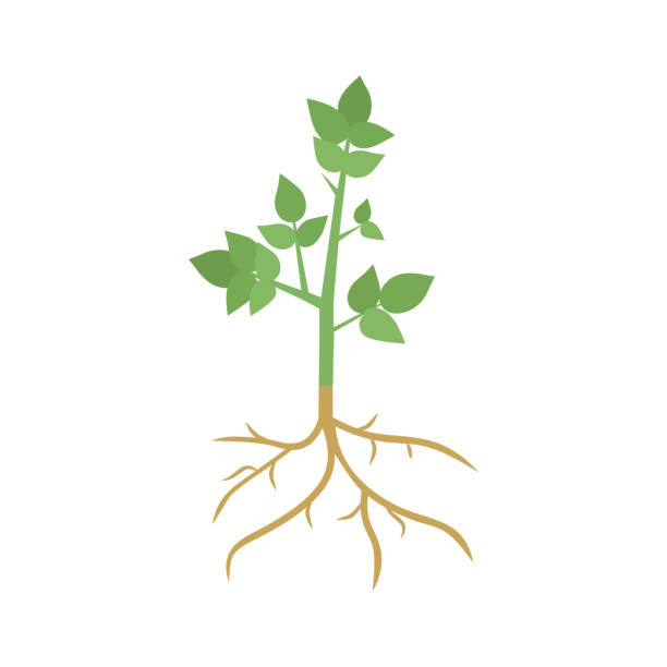 illustrazioni stock, clip art, cartoni animati e icone di tendenza di germoglio vegetale verde con radici - roots