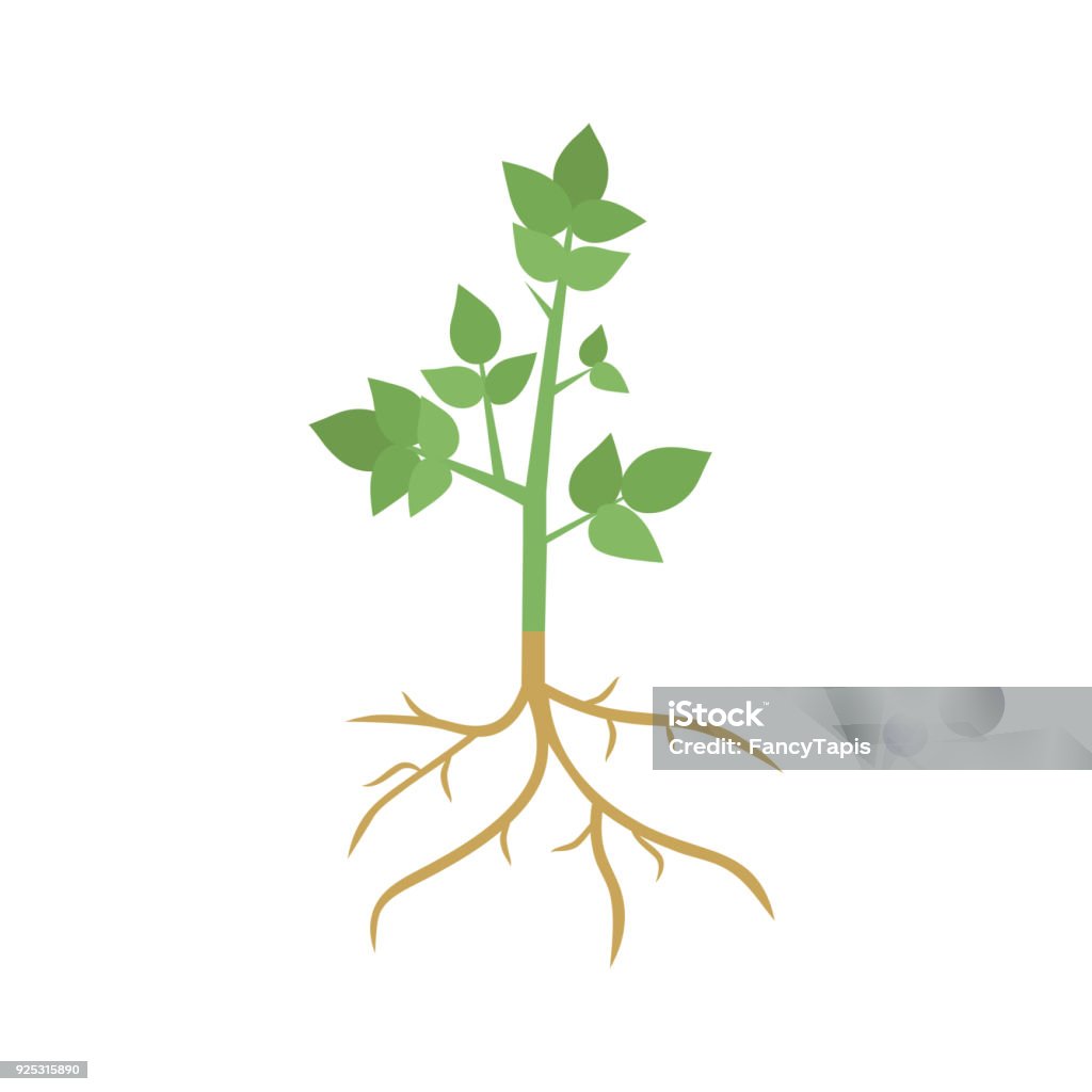 Green Plant Sprout with Roots Green plant sprout with roots , isolated on white background. Vector illustration Root stock vector