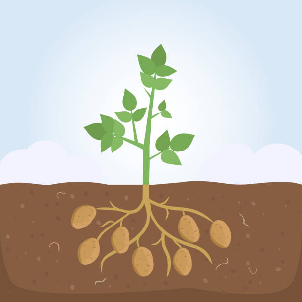 ilustrações de stock, clip art, desenhos animados e ícones de potato plant with leaves and roots - crop cultivated illustrations