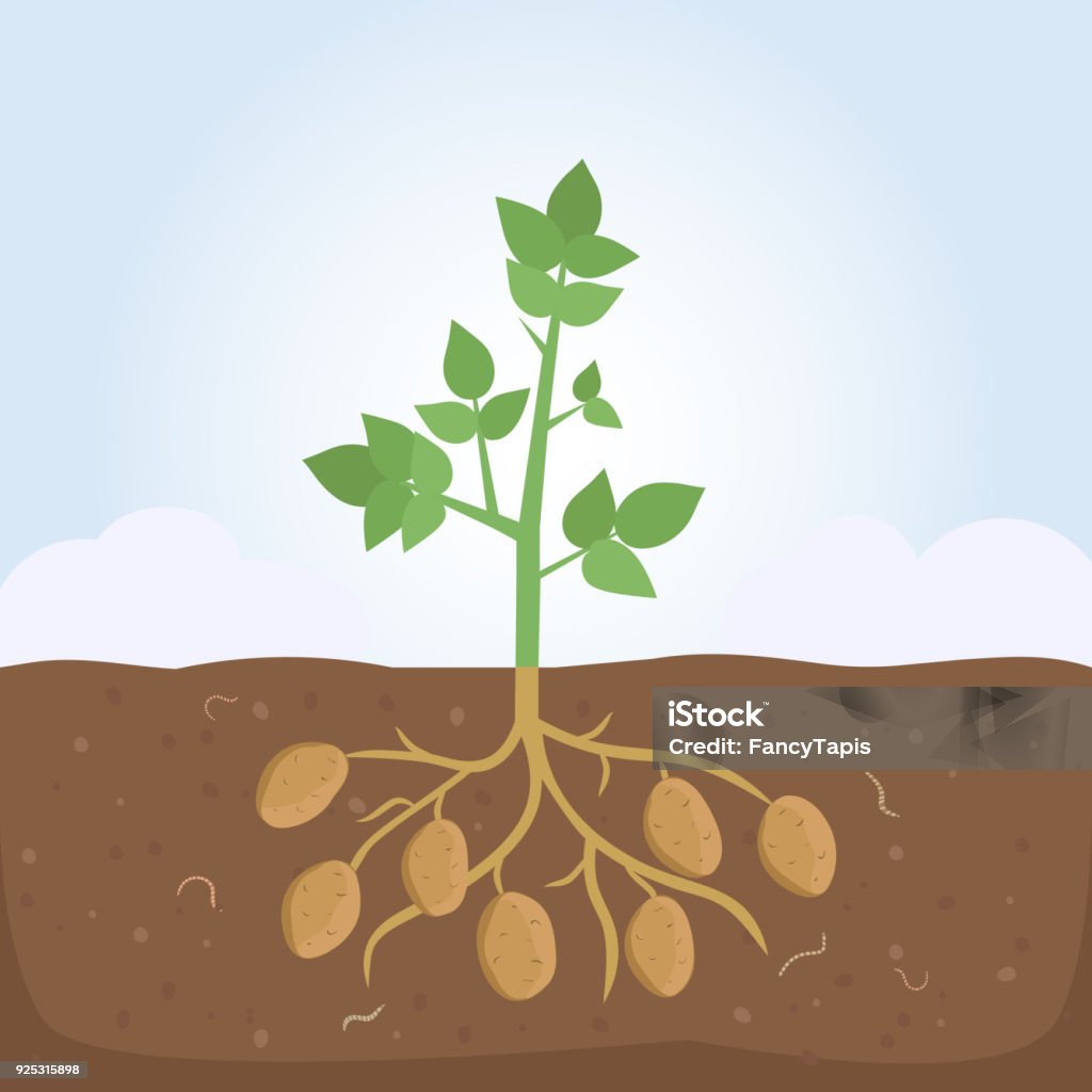 Potato Plant with Leaves and Roots Potato plant with leaves and roots. Vector illustration flat design Prepared Potato stock vector