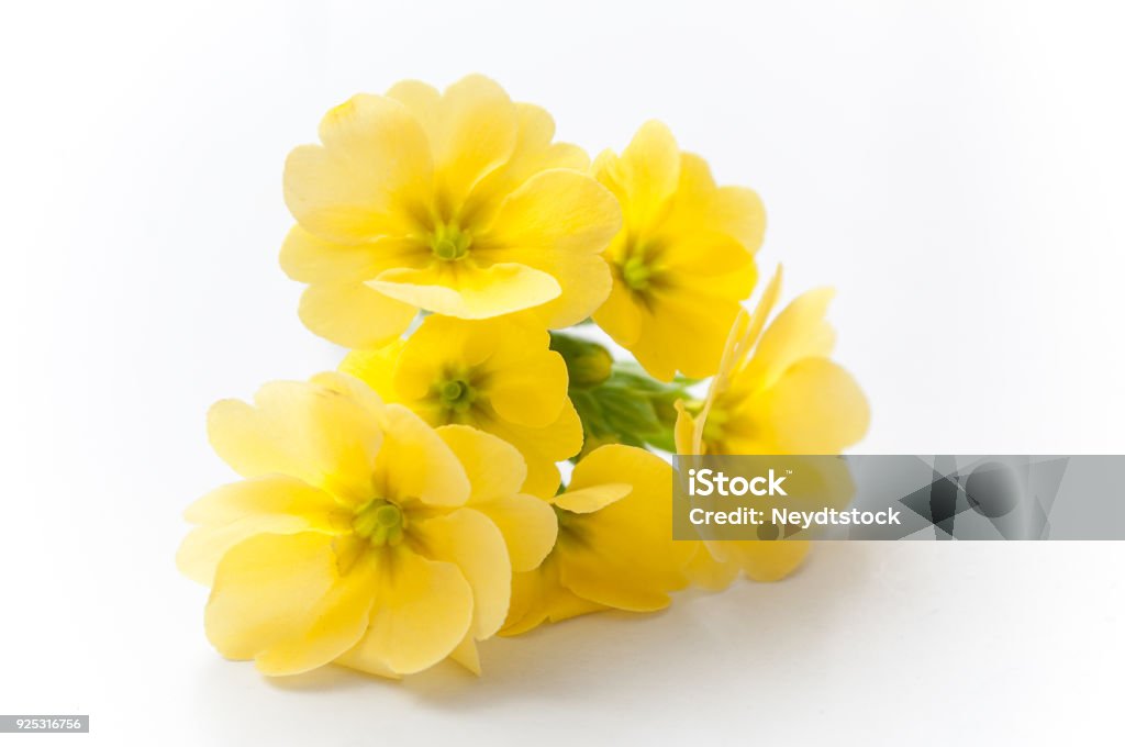 prímulas amarillas sobre fondo blanco - Foto de stock de Primavera - Flor libre de derechos