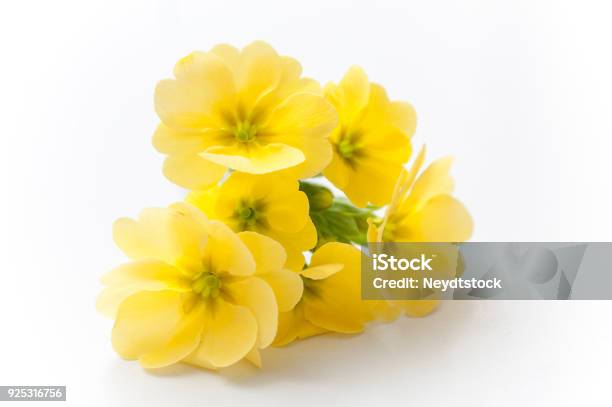 Prímulas Amarillas Sobre Fondo Blanco Foto de stock y más banco de imágenes de Primavera - Flor - Primavera - Flor, Amarillo - Color, Flor