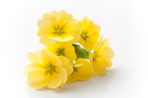closeup of yellow primroses on white background