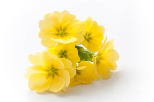 yellow primroses on white background closeup of yellow primroses on white background primula stock pictures, royalty-free photos & images
