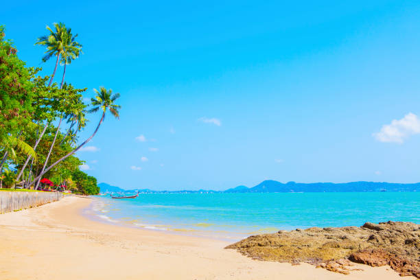 Tropischer Strand mit Palmen – Foto