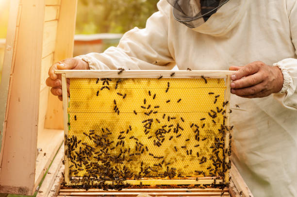istock Beekeeper inspects honey comb with bees. Apiculture. 925320294